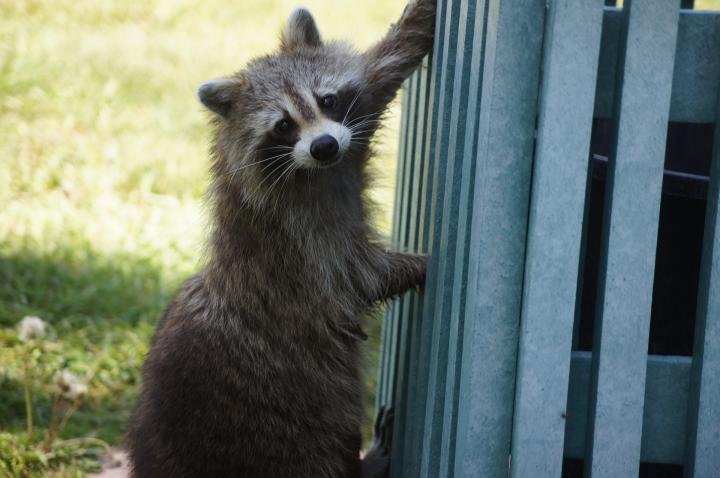 can a raccoon kill a small dog