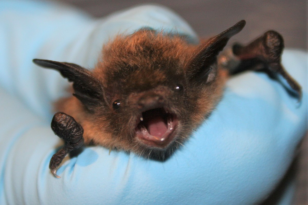 Bat Removal Pickering