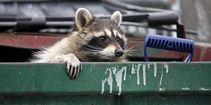 Why Are Wild Raccoons Lifespans So Short?