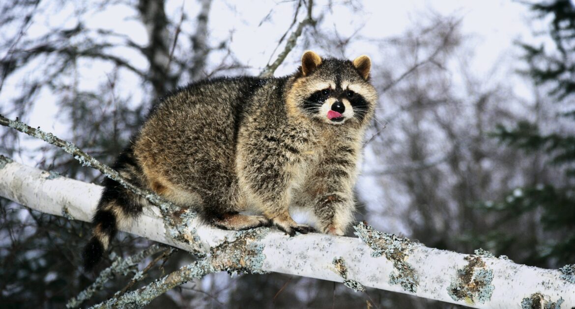 Raccoon Removal Montreal