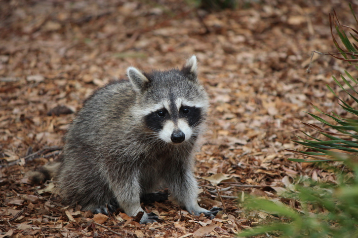 Raccoon Removal Whitby