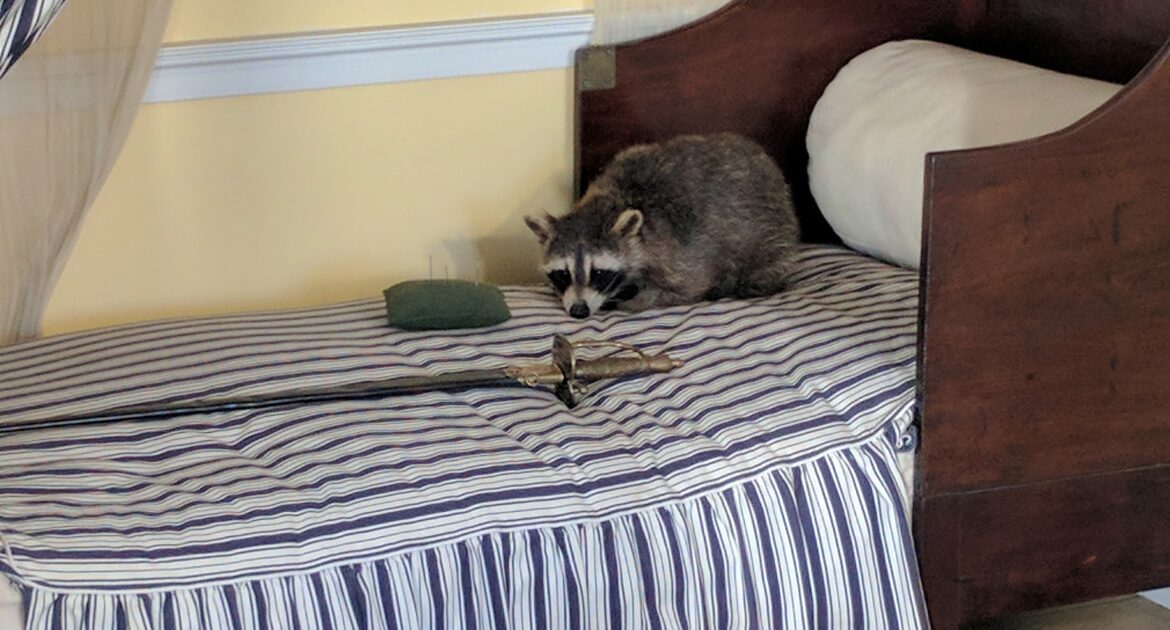 Raccoon Removal Durham