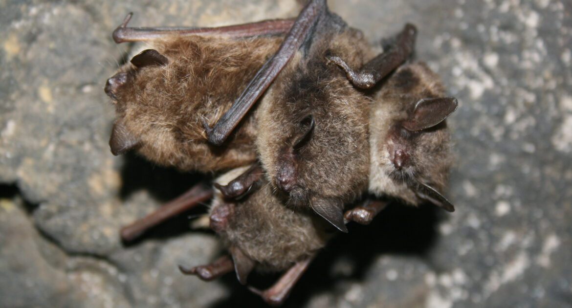 Bat Removal Newmarket