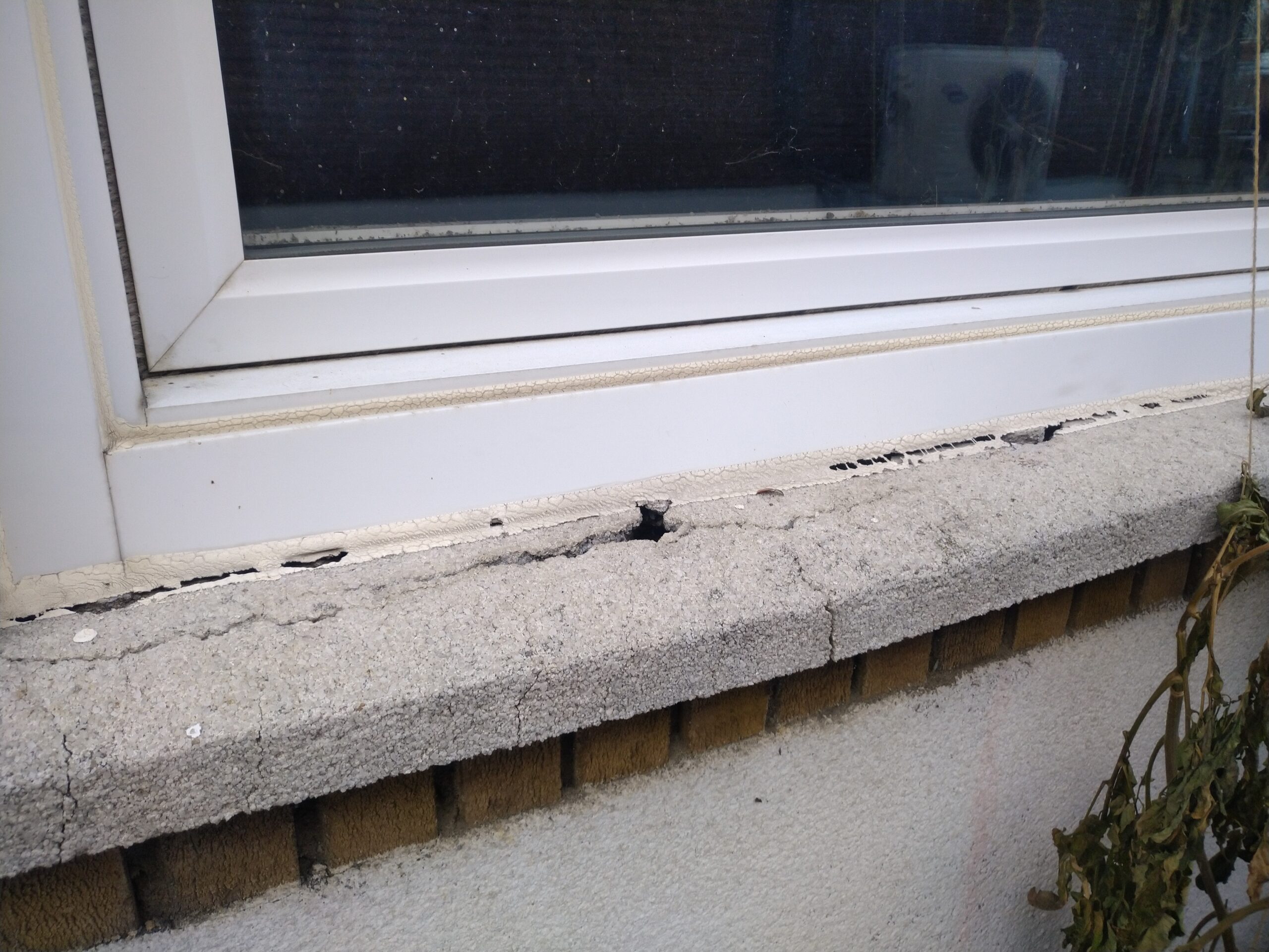 Mice Removal
