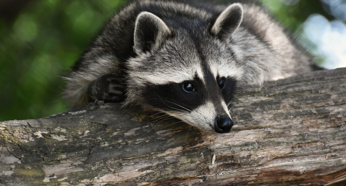 Raccoon Removal Madison