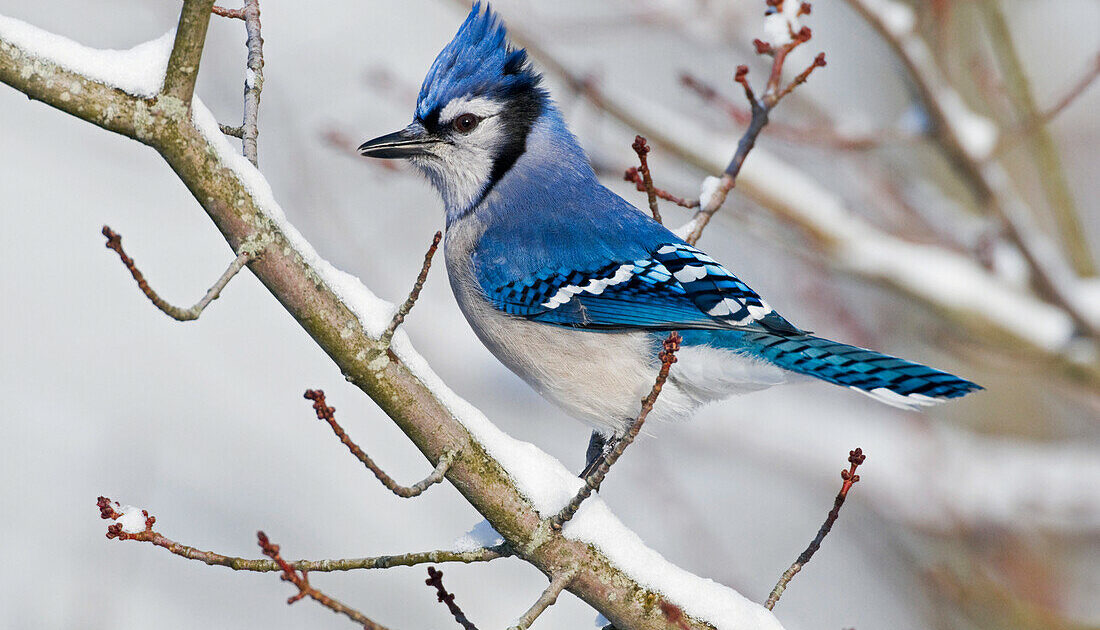 Bird Removal Oshawa