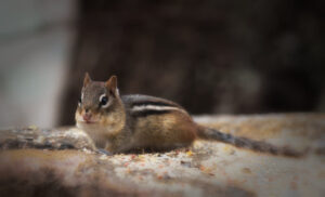 Squirrel Control York Region