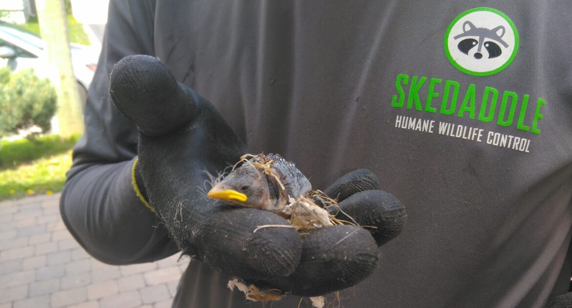 Bird Removal Markham
