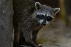 Raccoon Removal Milwaukee