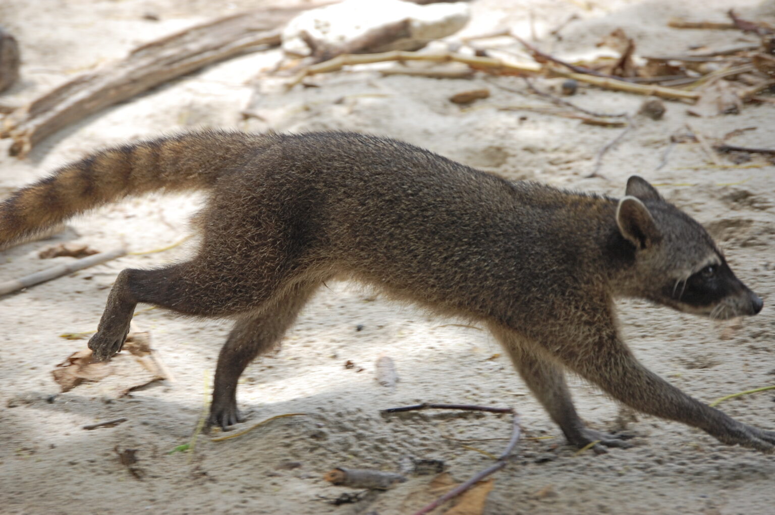 Different Racoons Different Types of Raccoons Found Around the World