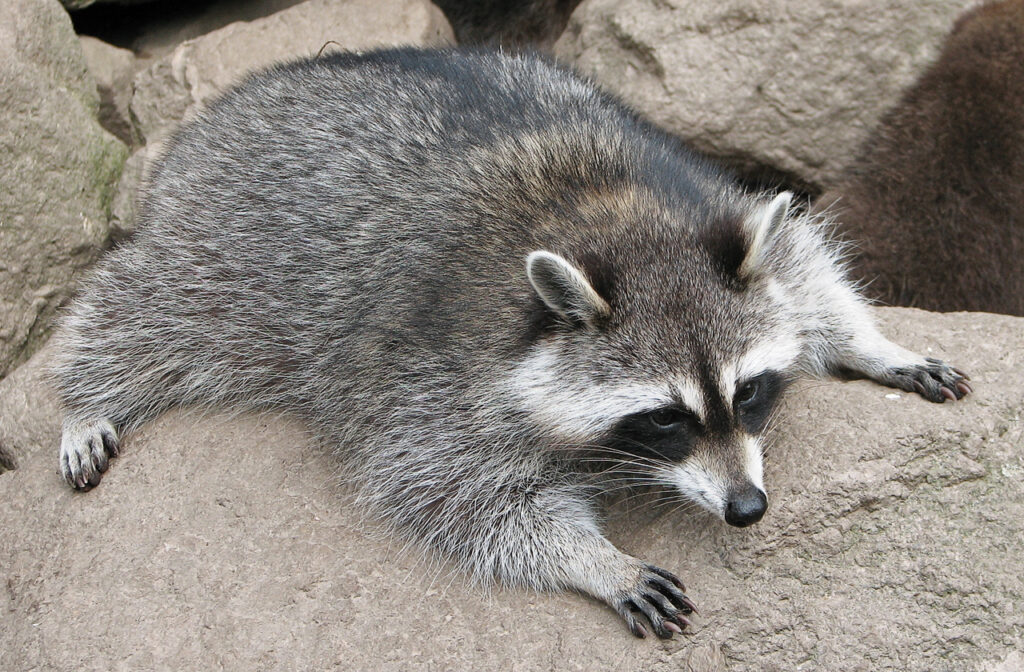 Raccoon Removal Milwaukee