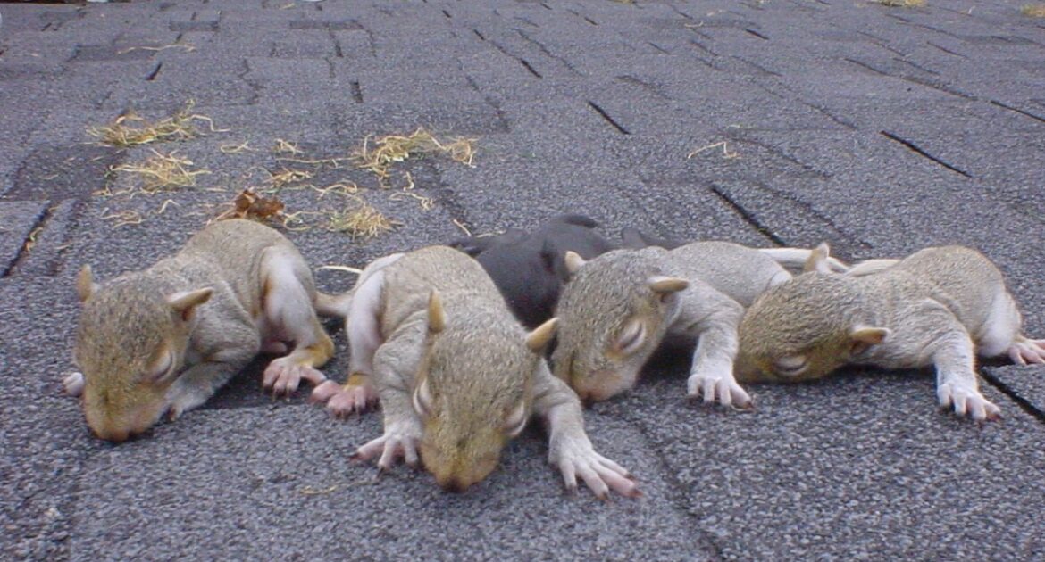 Squirrel Removal Oakville