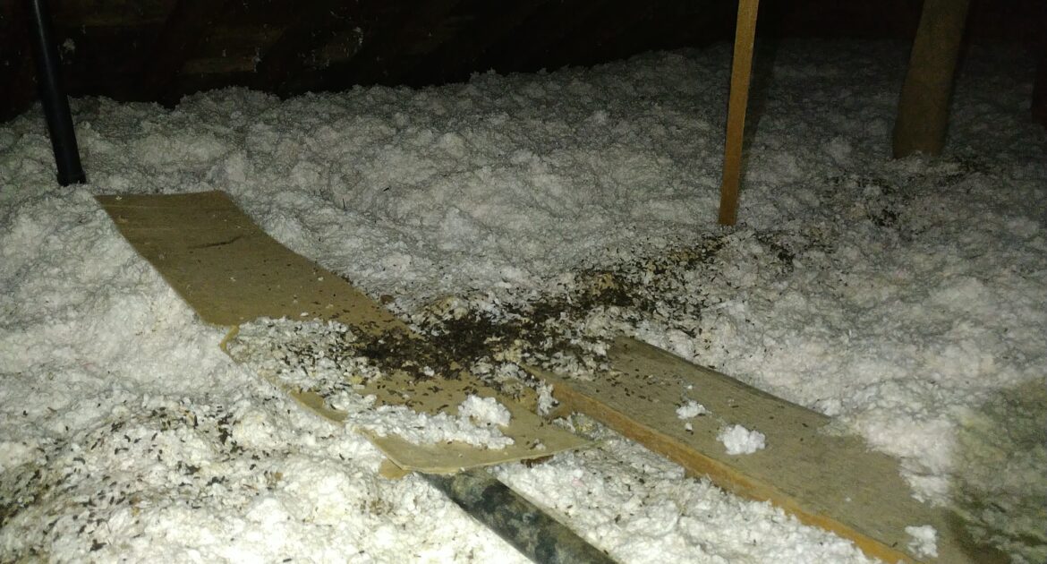 Wildlife Control Oshawa
