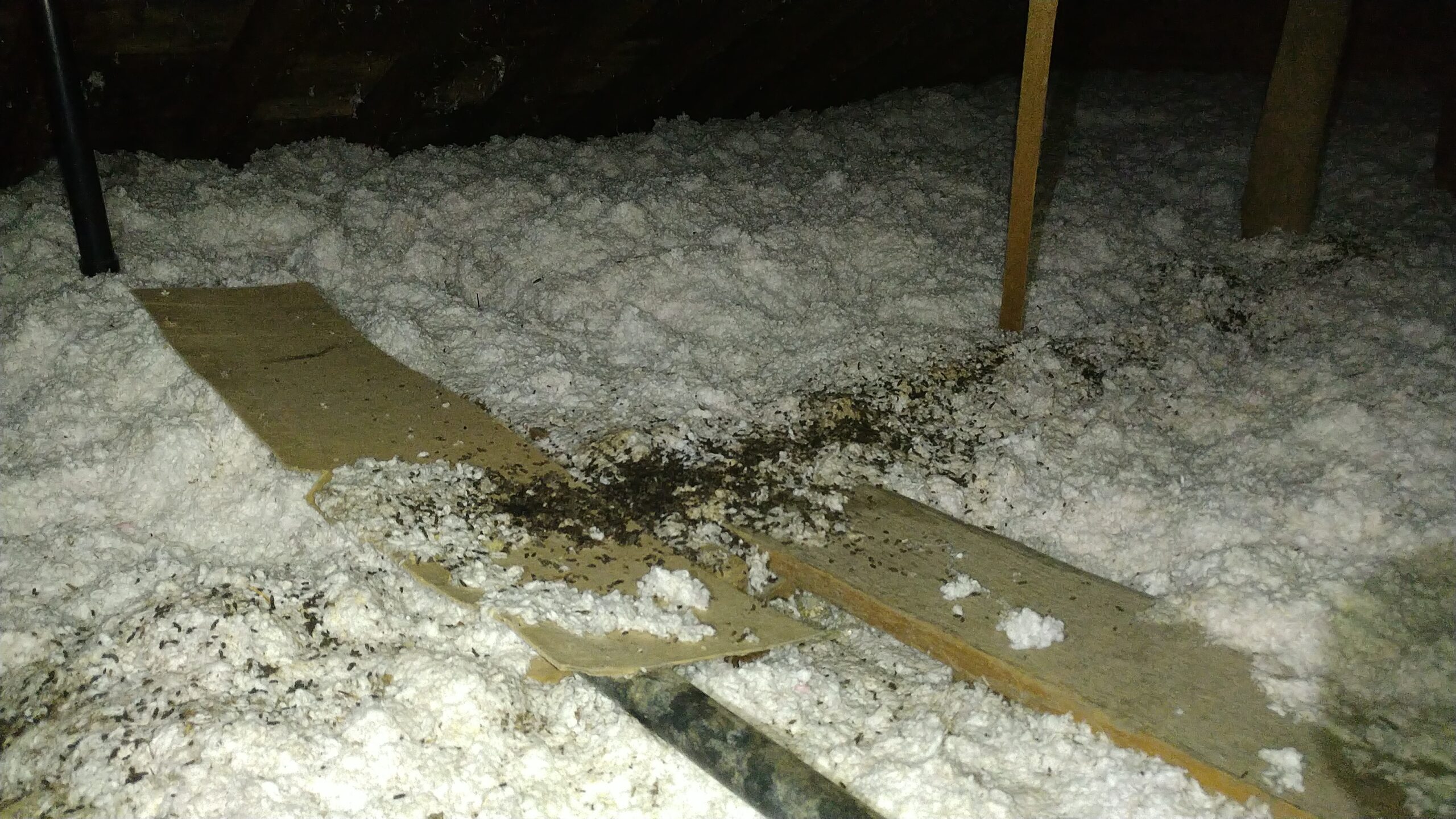 Wildlife Control Oshawa