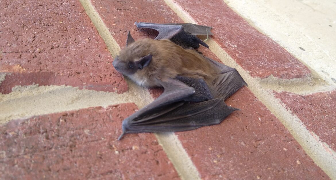 Bat Removal Newmarket