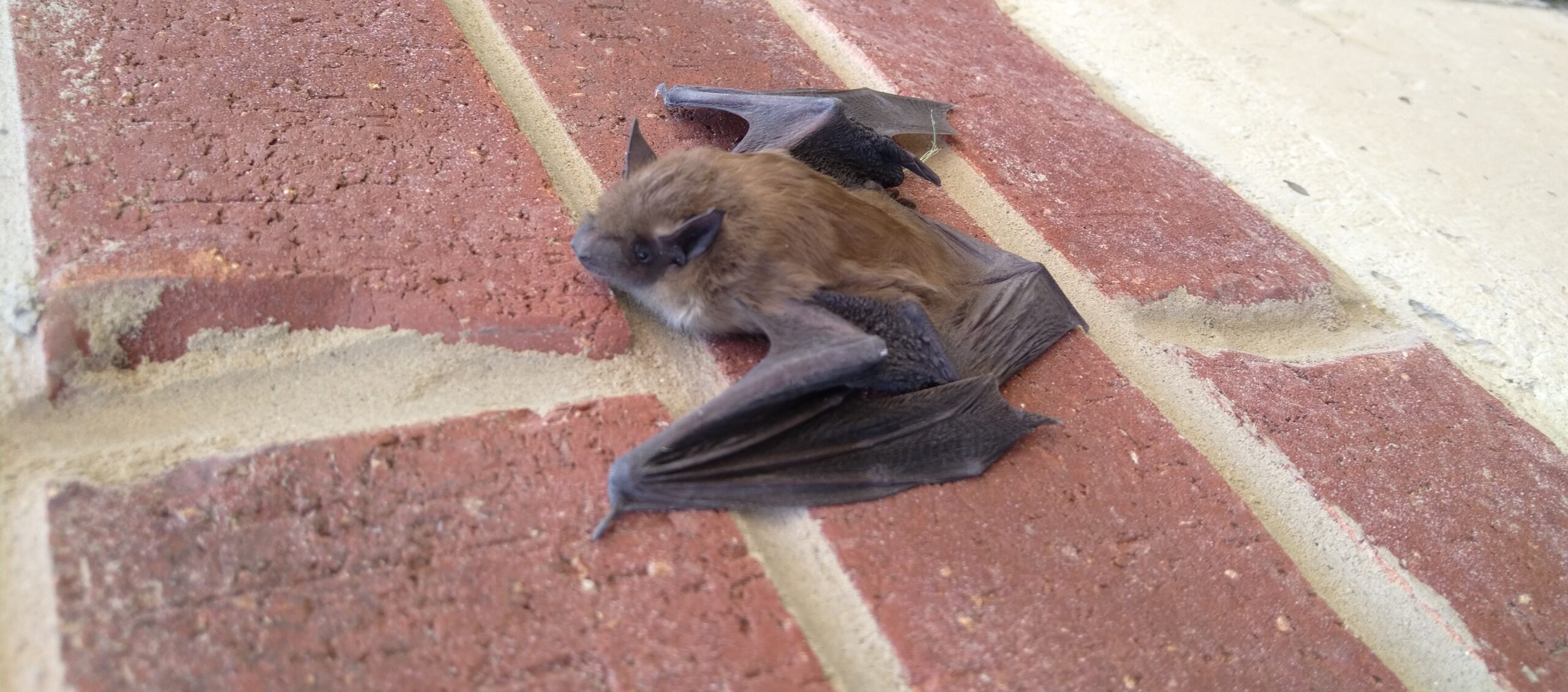 Bat Removal Newmarket