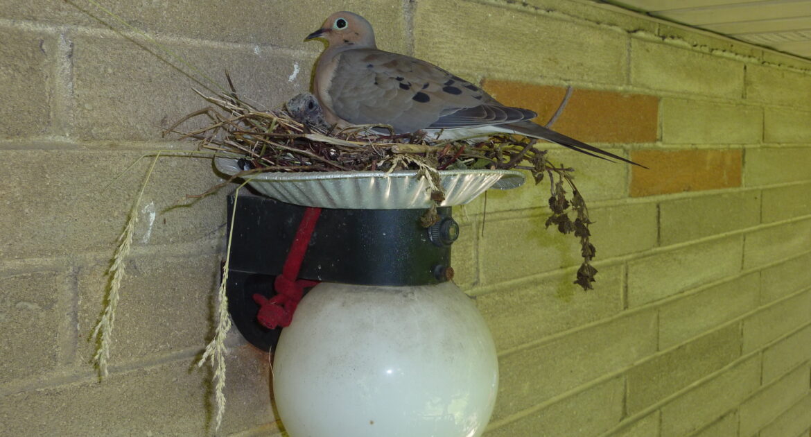 Bird Removal Barrie