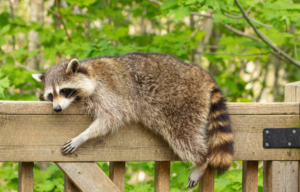 Raccoon Removal Coquitlam