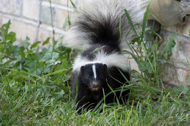 Skunk Removal Coquitlam