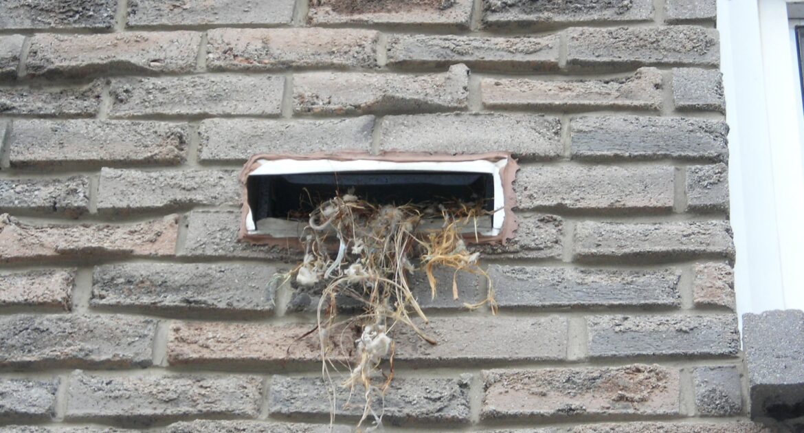 Bird Removal Coquitlam