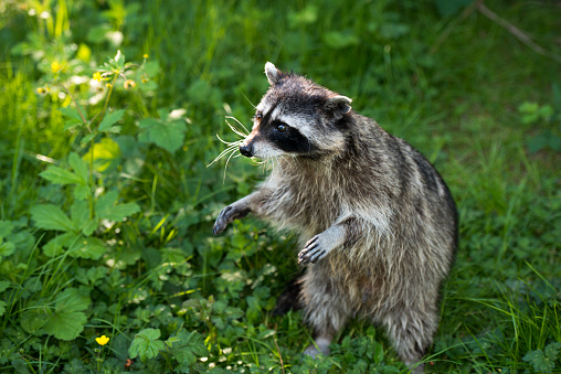 Raccoon Removal Hamilton