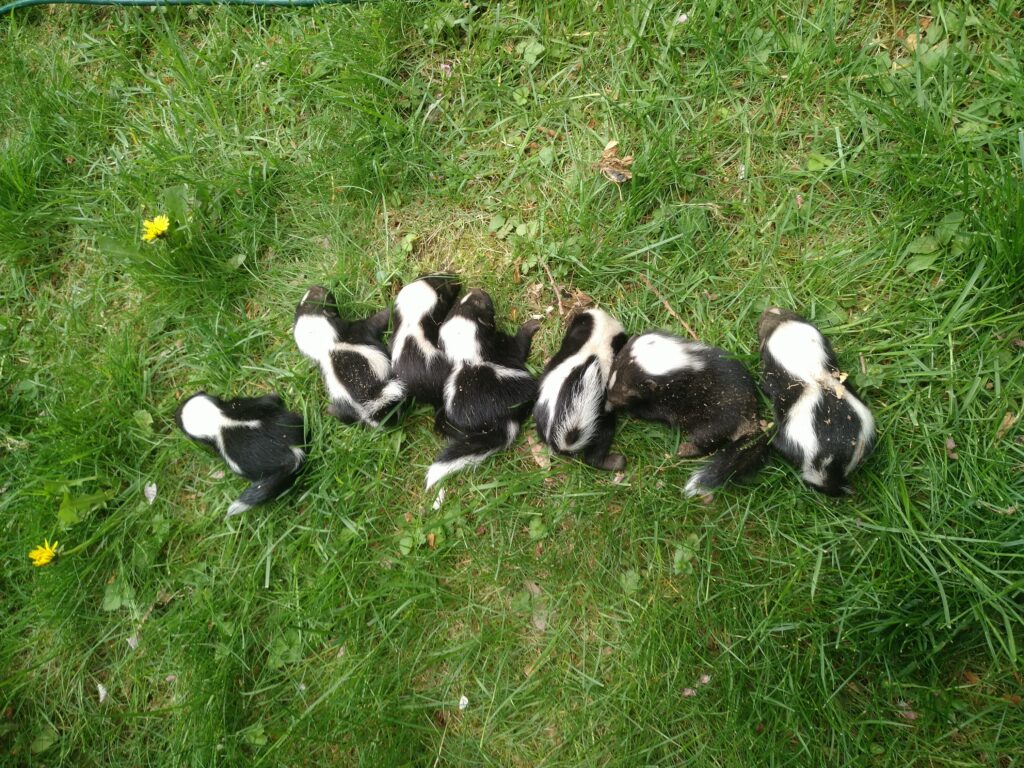 Skunk Removal