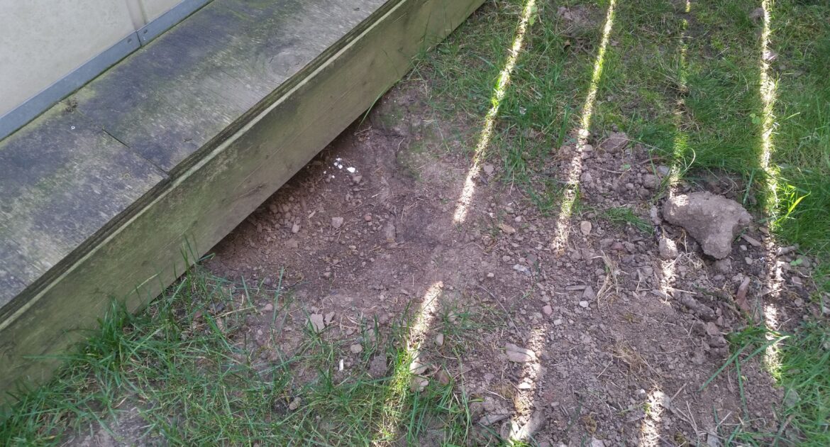 Skunk Removal Durham