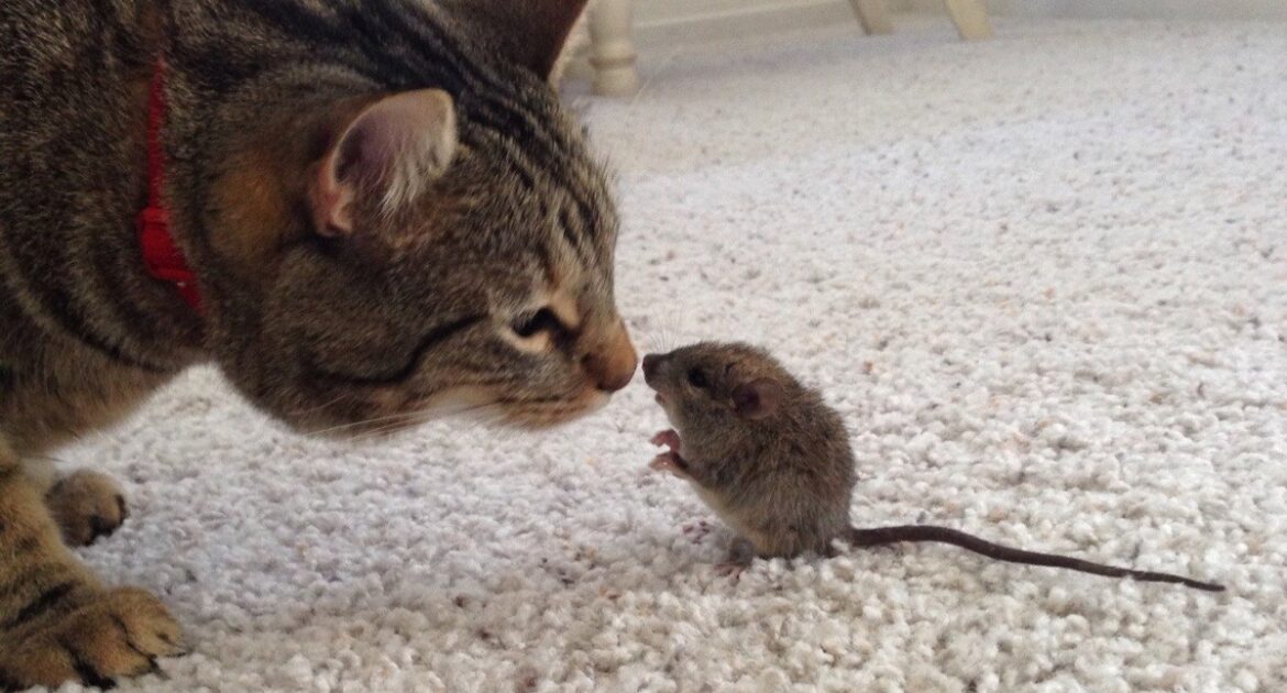 Wildlife Removal Milwaukee