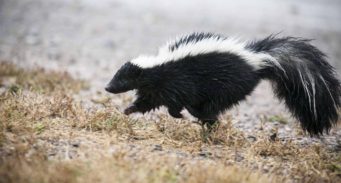 Skunk Removal Madison