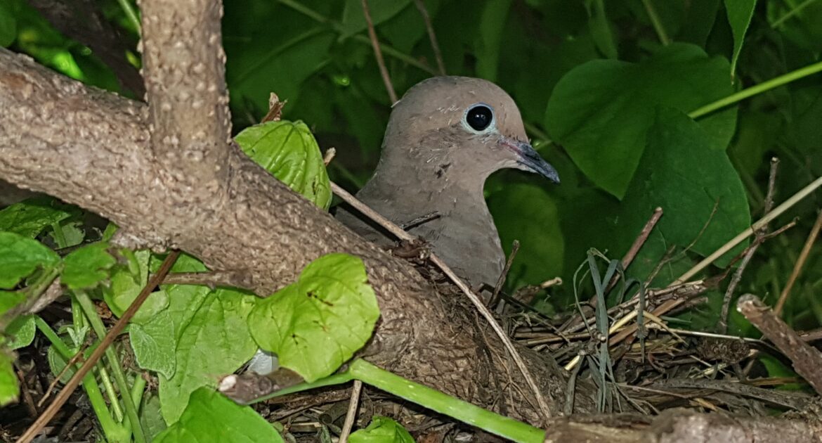 Bird Removal Milwaukee