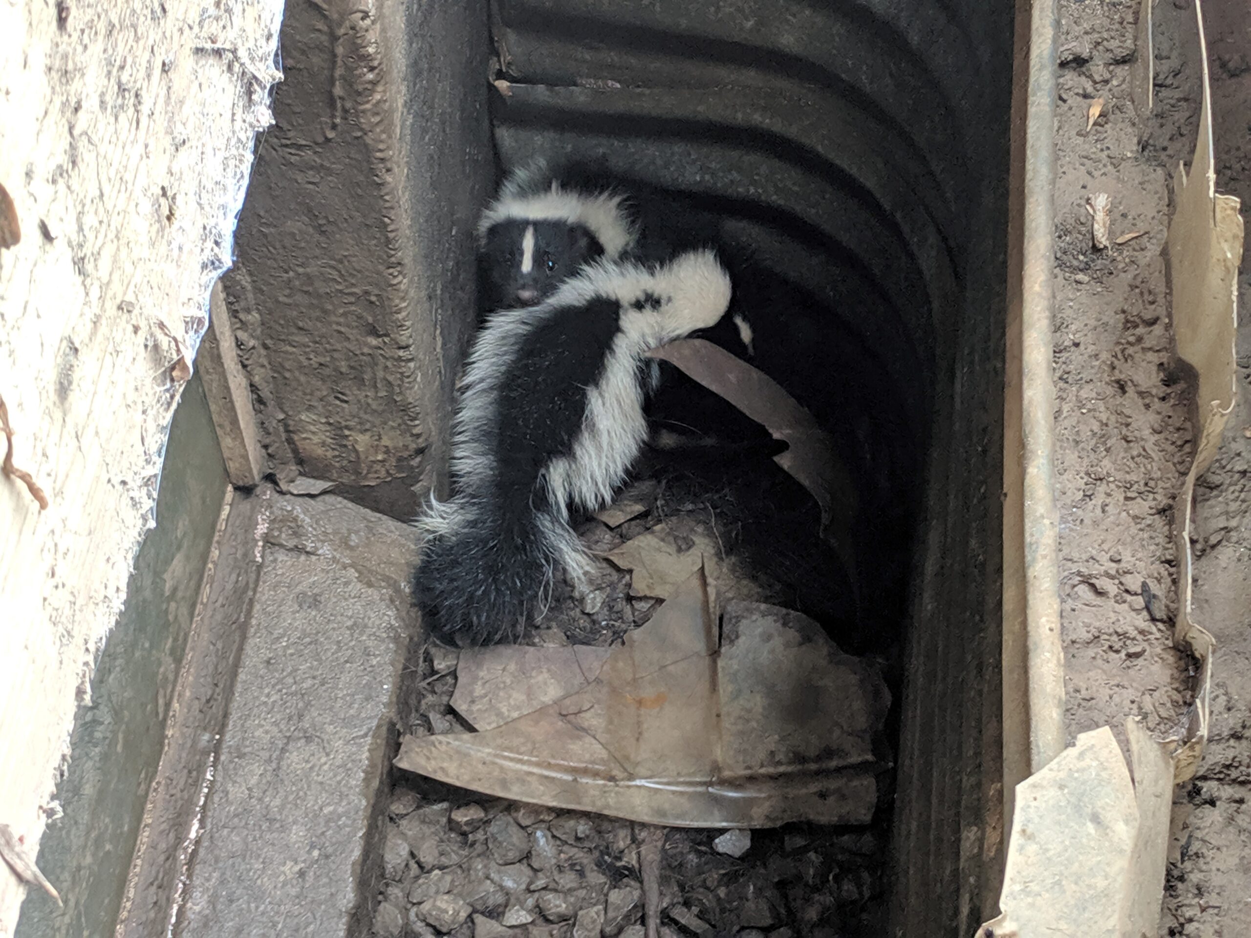 Skunk Removal Niagara
