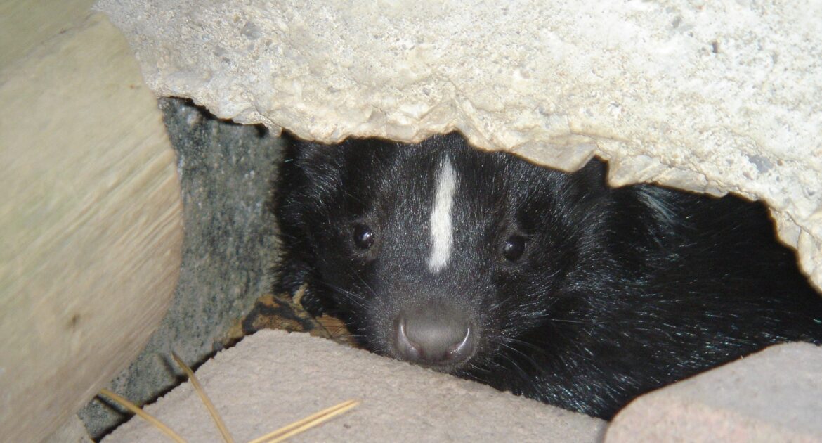Skunk Removal Okanagan