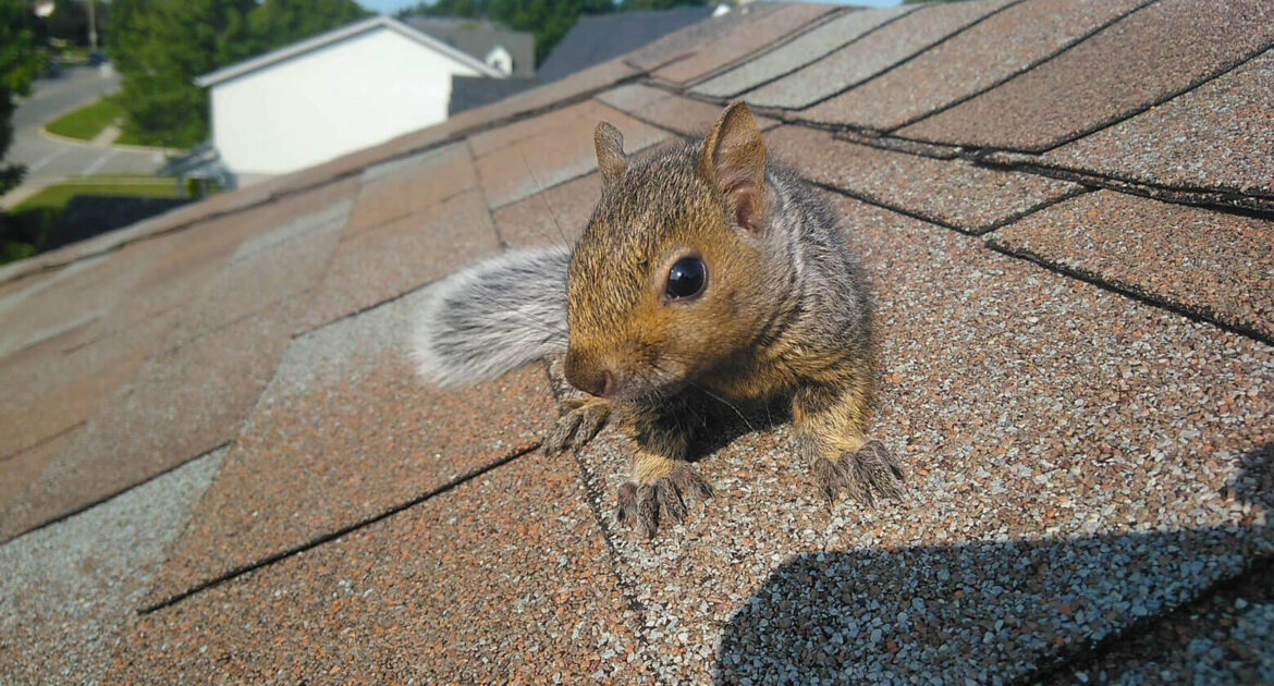 Squirrel Removal Waukesha
