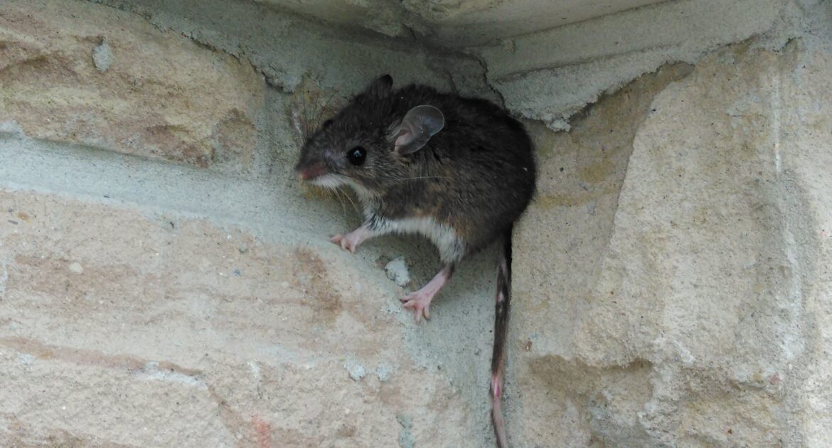 Mice Removal Kitchener