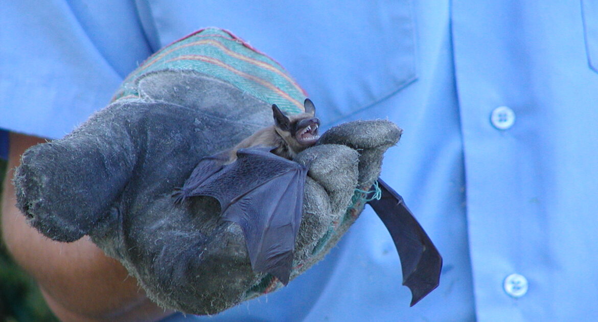 Why Is It Illegal To Kill Bats In Ontario why-is-it-illegal-to-kill-bats-in-ontario