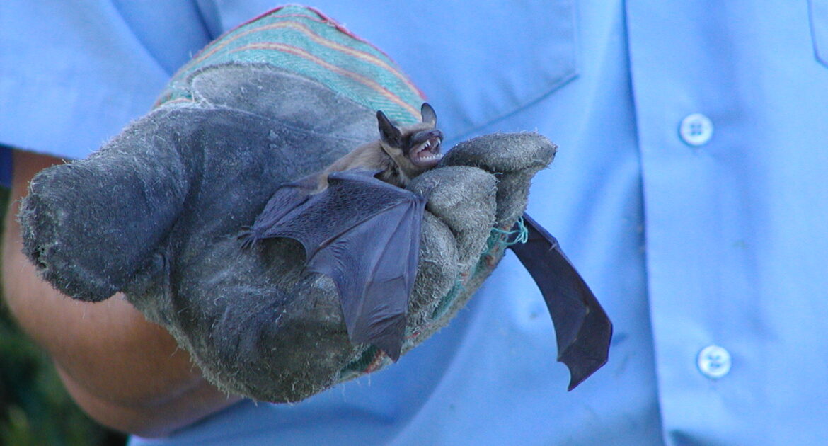 Bat Removal Oshawa