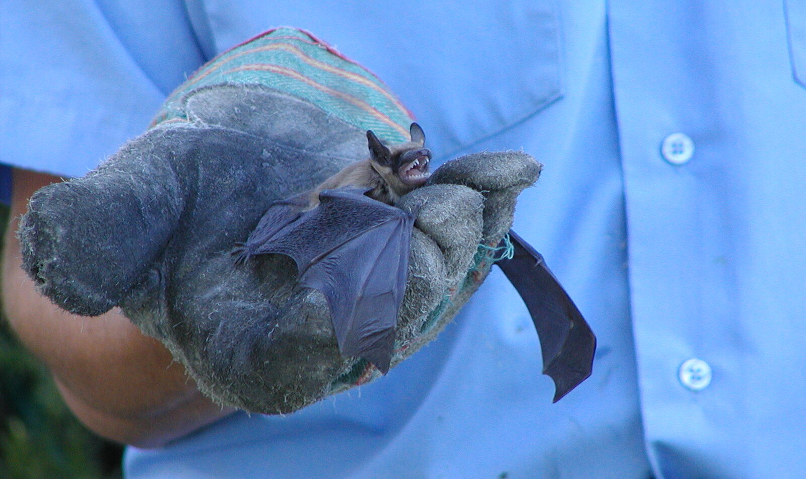 Bat Removal Oshawa