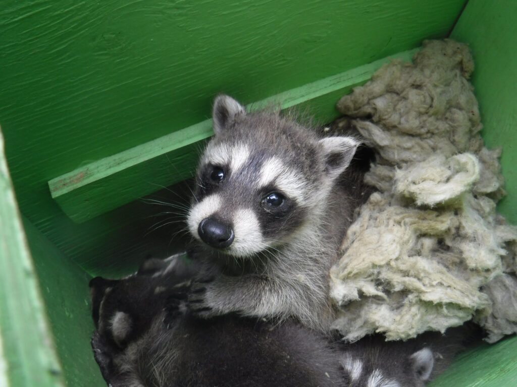 Raccoon Removal Madison