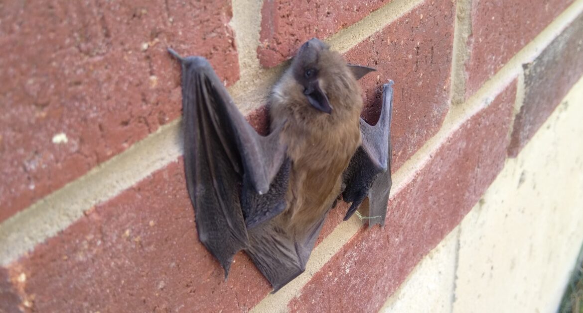 Bat Removal