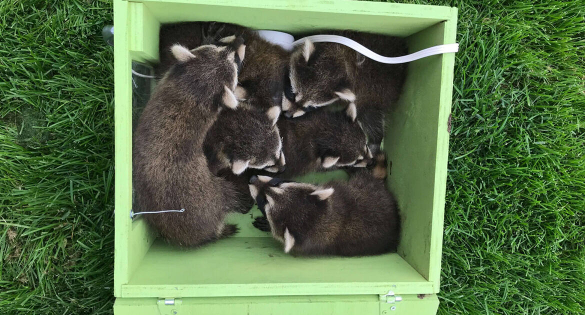 Raccoon Removal Madison