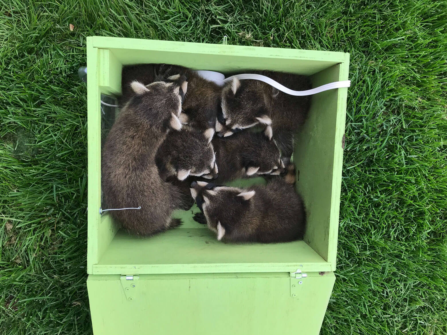 Raccoon Removal Madison