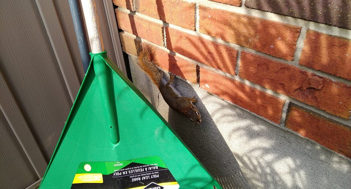 Squirrel Removal Victoria