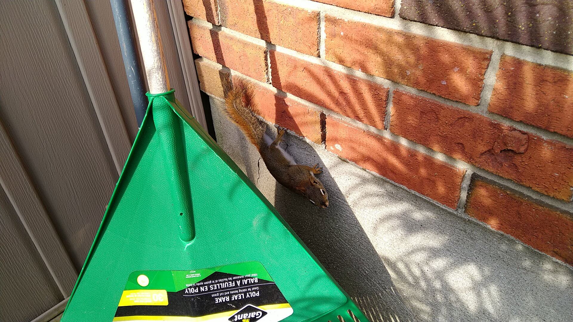 Squirrel Removal Victoria