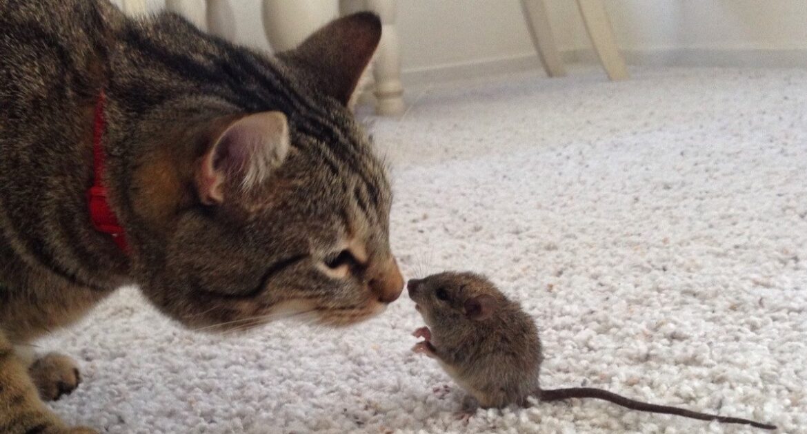 Mice Removal