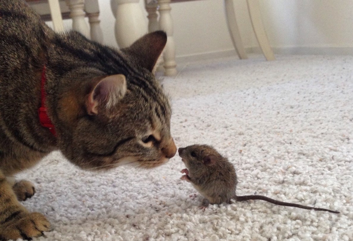 Mice Removal