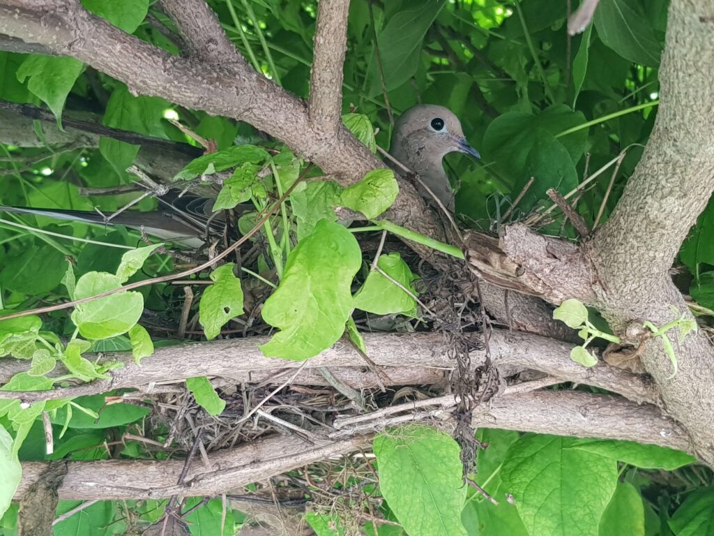 Bird Removal Milwaukee