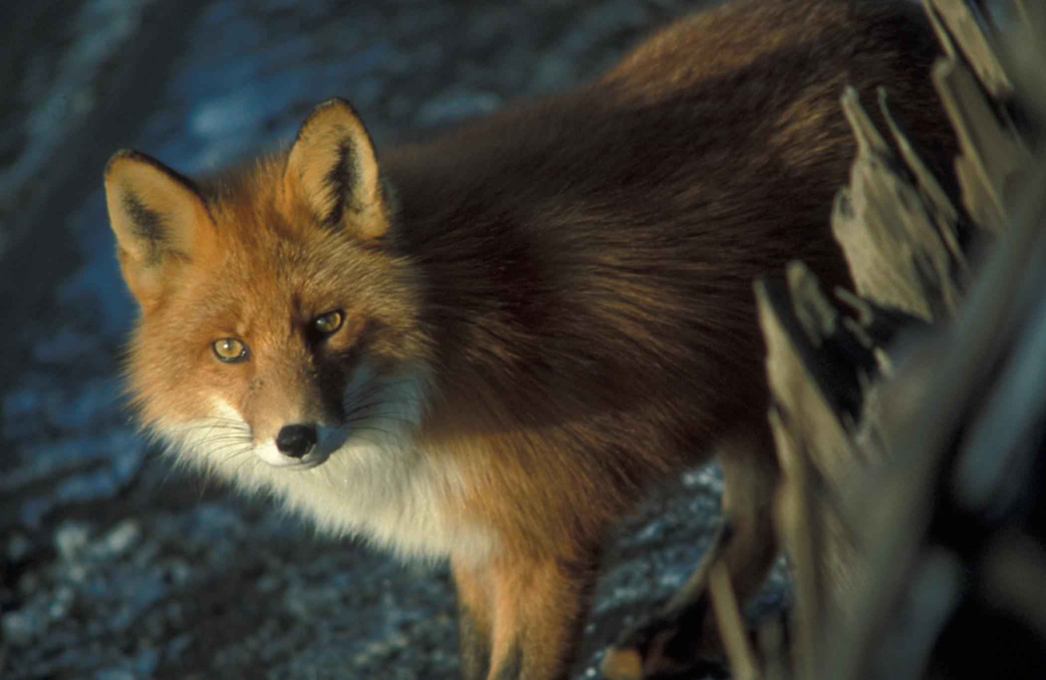 Wildlife Removal Oshawa