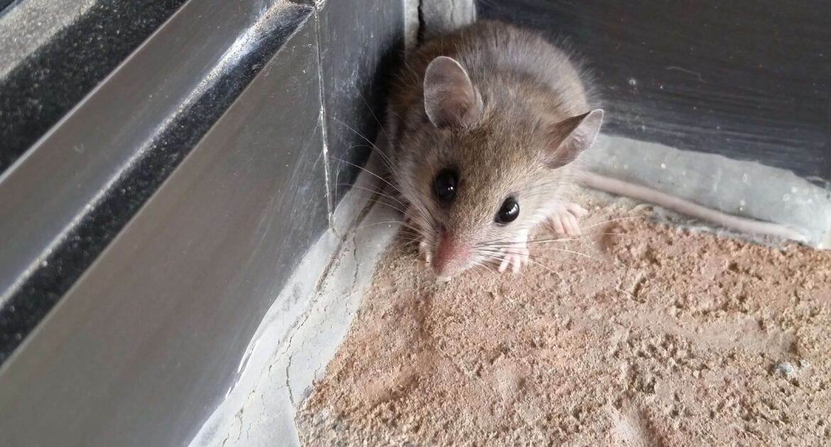 Mice Removal Okanagan