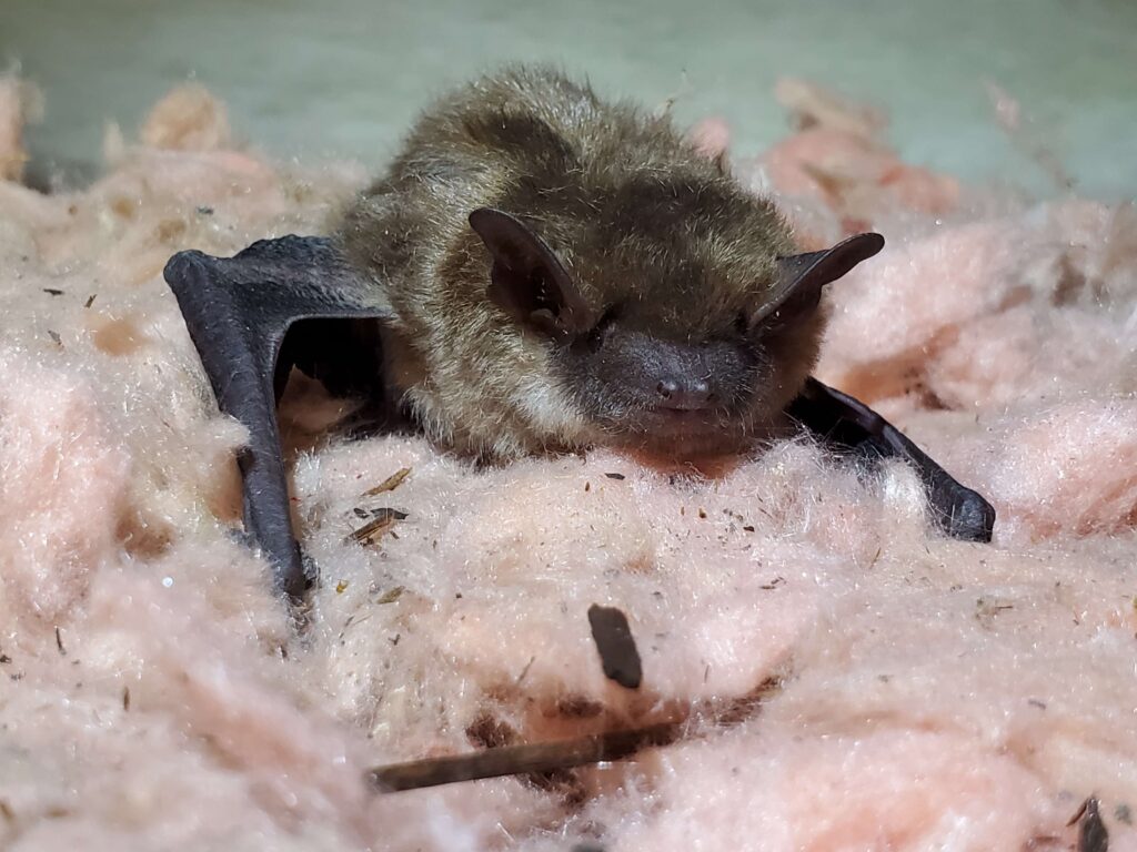 Bat Removal Okanagan