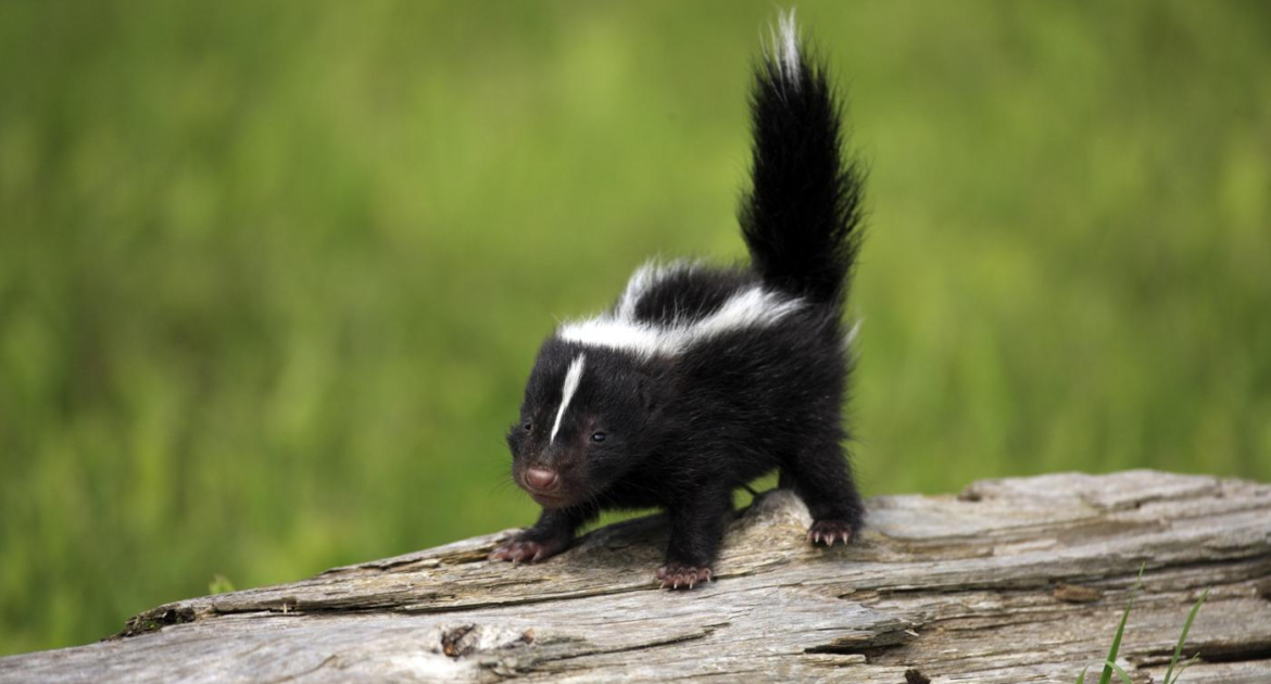 Skunk Removal